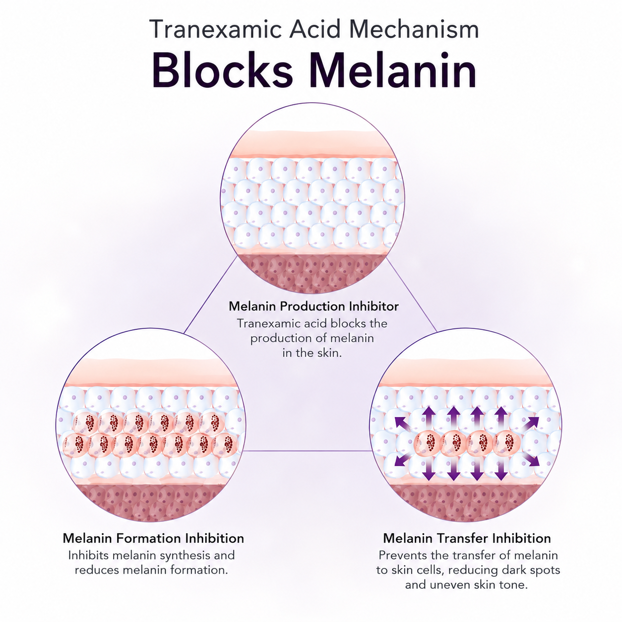 Blocking Melanin Transport