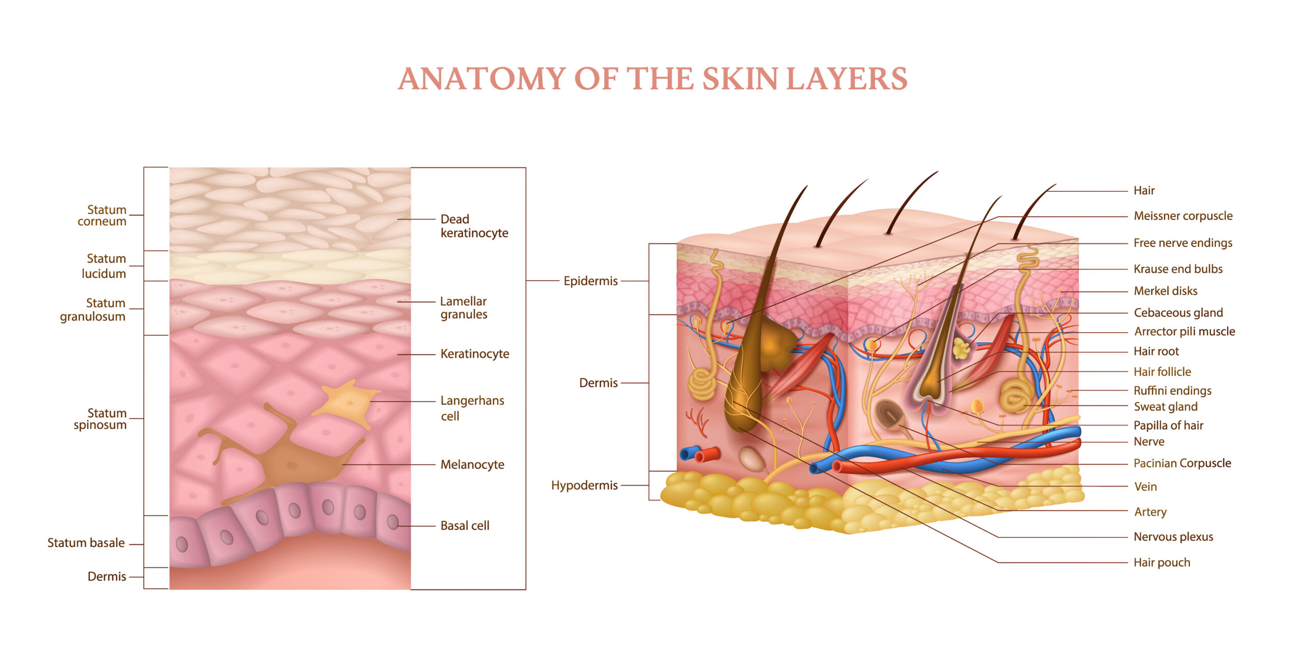 Why Do Pigmented Spots Form?
